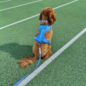 Kodėl verta rinktis biotano antkaklius šunims: atsparūs, patogūs ir ilgaamžiai stroberi-antkakliai-sunims