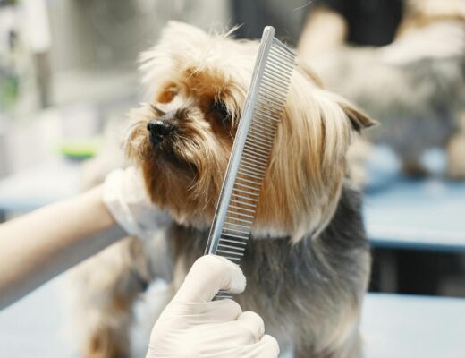 Augintinio švelnus kailio šukavimas profesionalios priežiūros metu