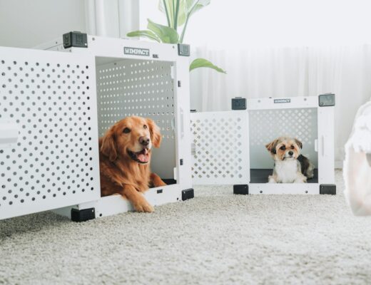 Švarus oras namuose su augintiniais dėka modernios vėdinimo sistemos.